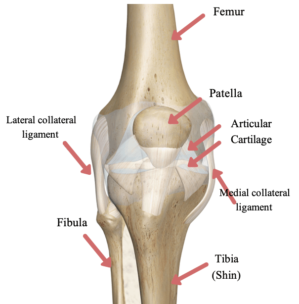 knee joint diseases